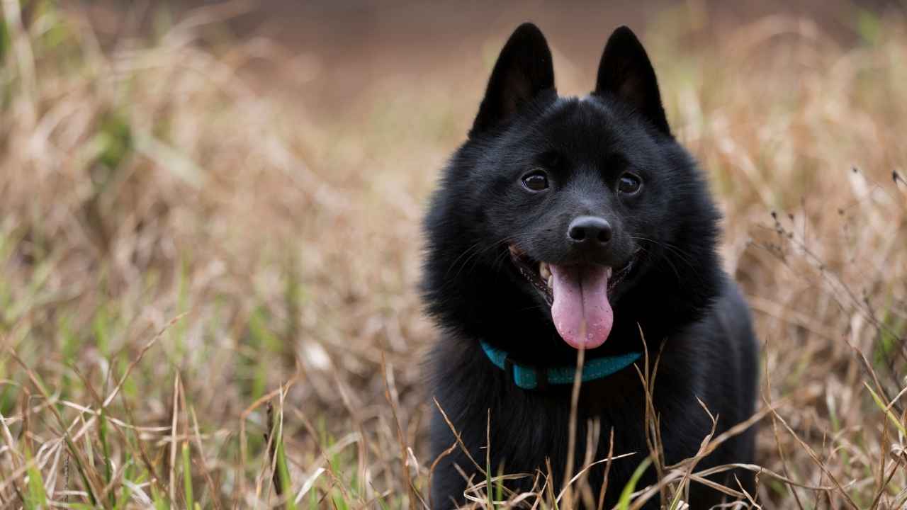 Schipperke