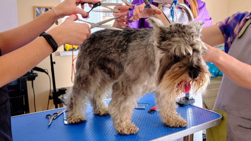 Schnauzer grooming