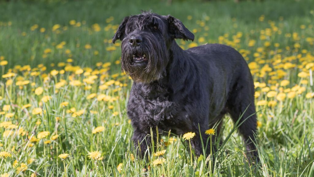 Schnauzers Can Be Aggressive