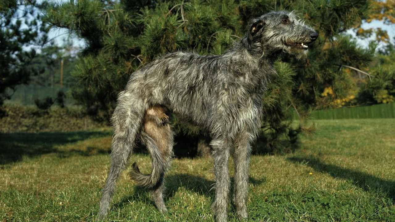 Scottish Deerhound