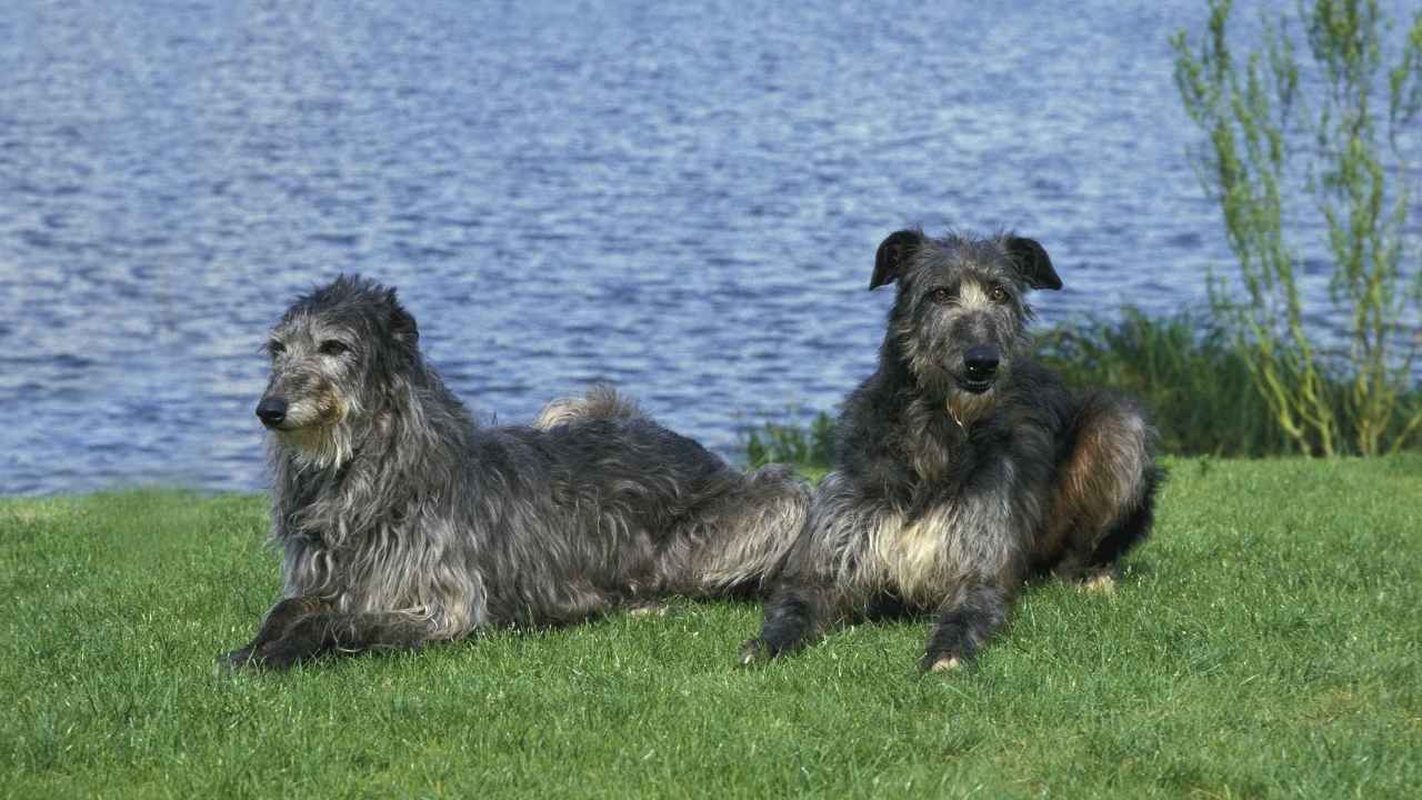 Scottish Deerhound