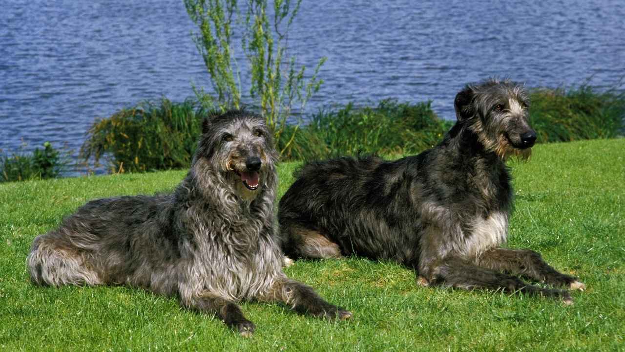 Scottish Deerhound