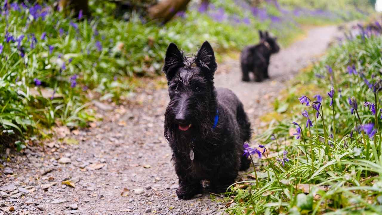 Scottish Terrier