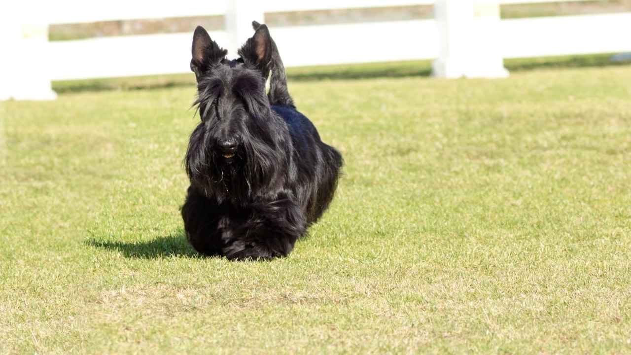 Scottish Terrier