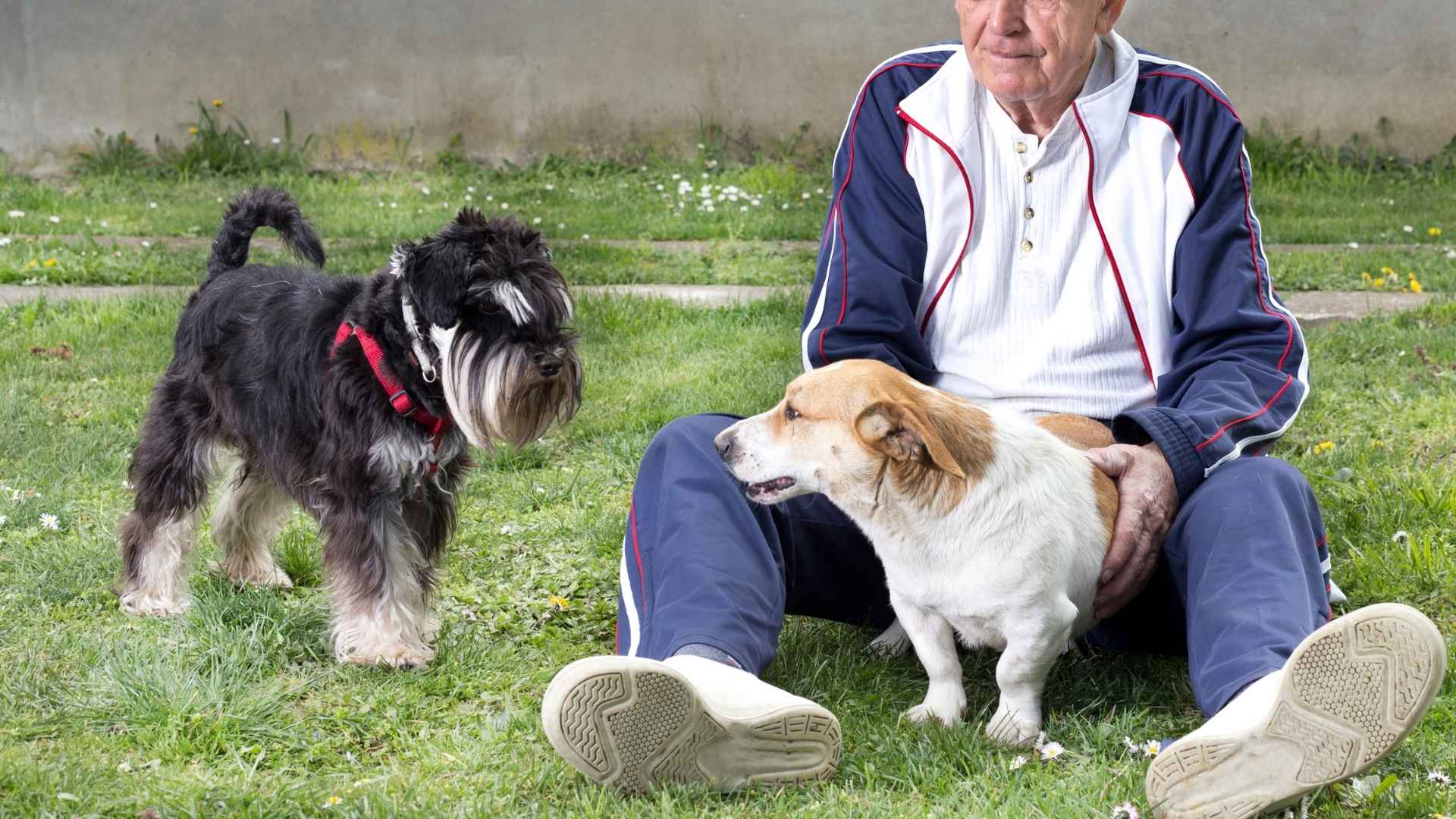 Senior Friendly Dog Breeds