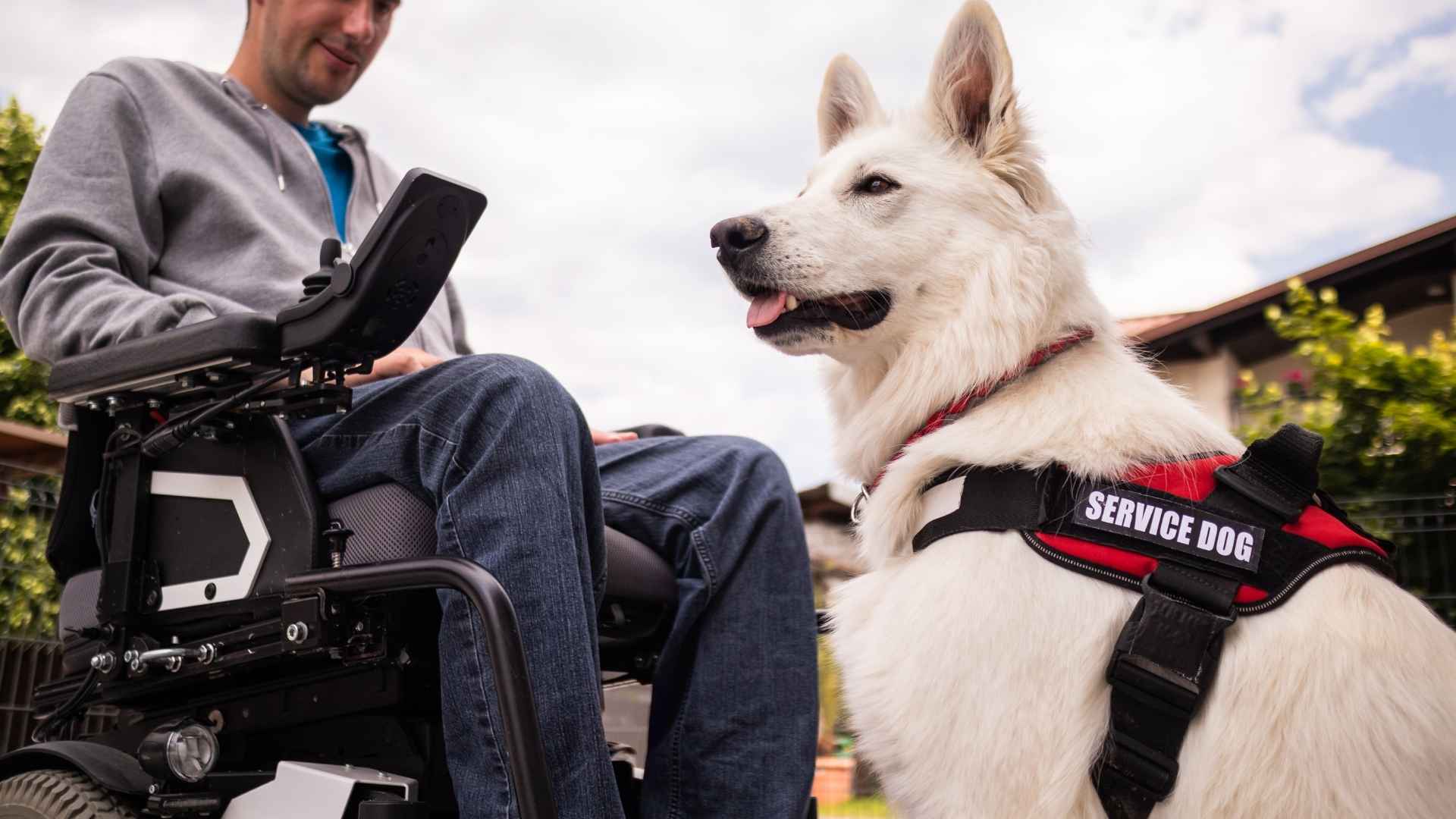 Service Dog Breeds for PTSD