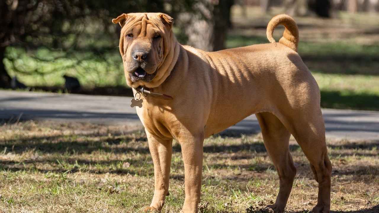 Shar Pei