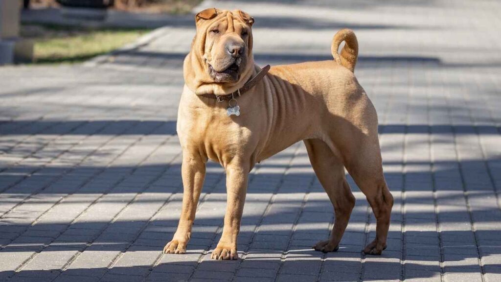 Shar-pei