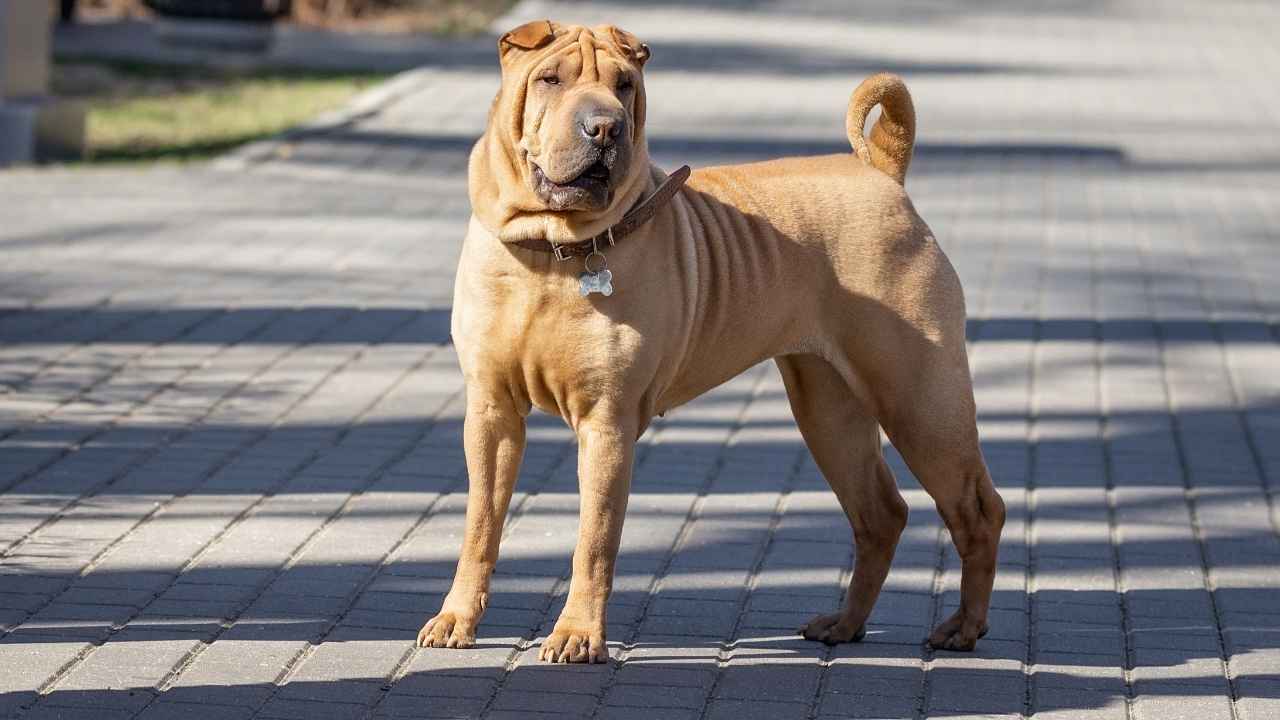 Shar Pei