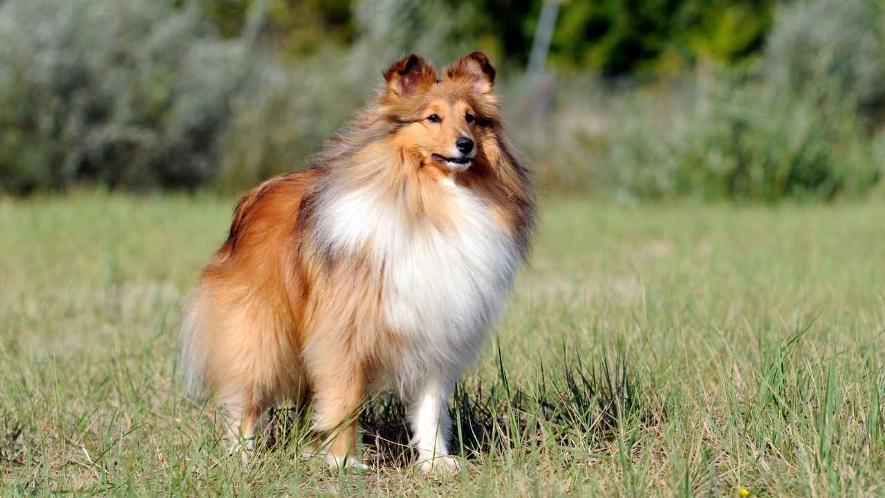 Shetland Sheepdog