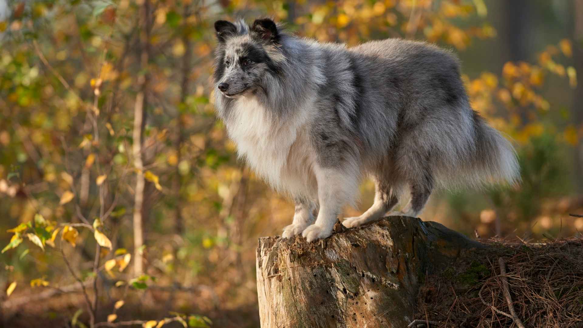 Shetland Sheepdog