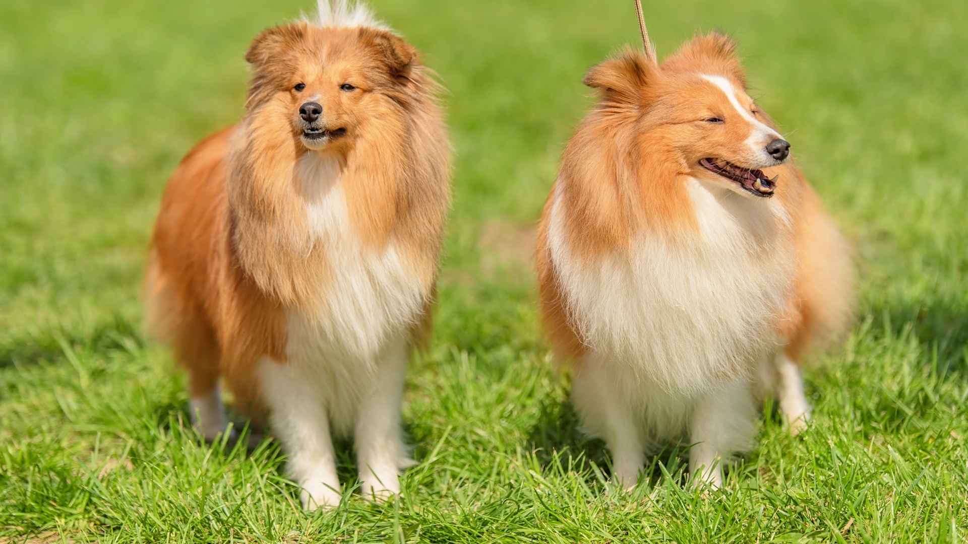 Shetland Sheepdog