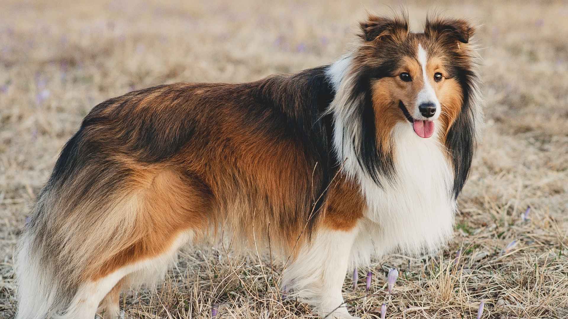 Shetland Sheepdog