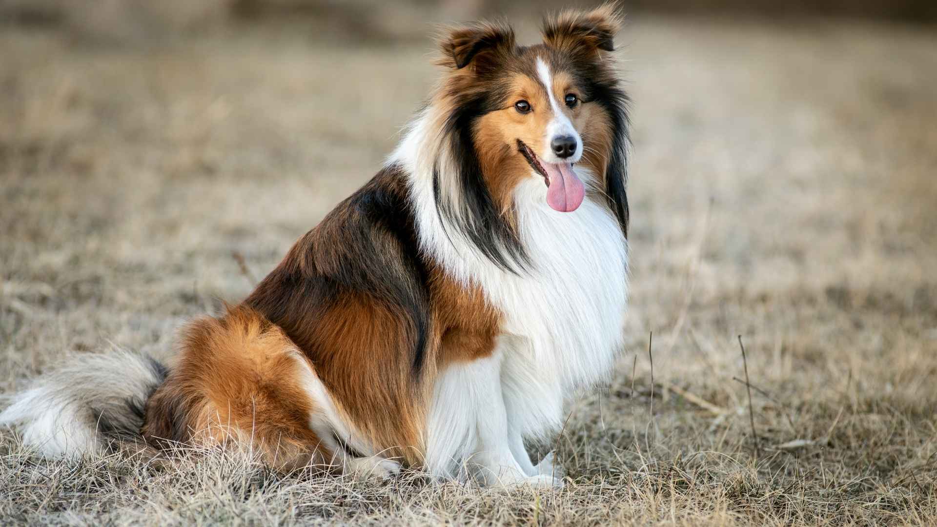 Shetland Sheepdog