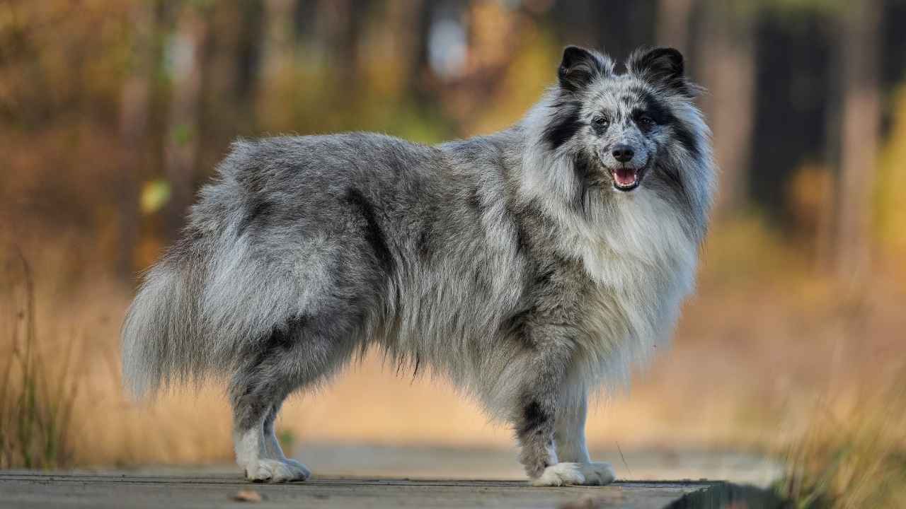 Shetland Sheepdog