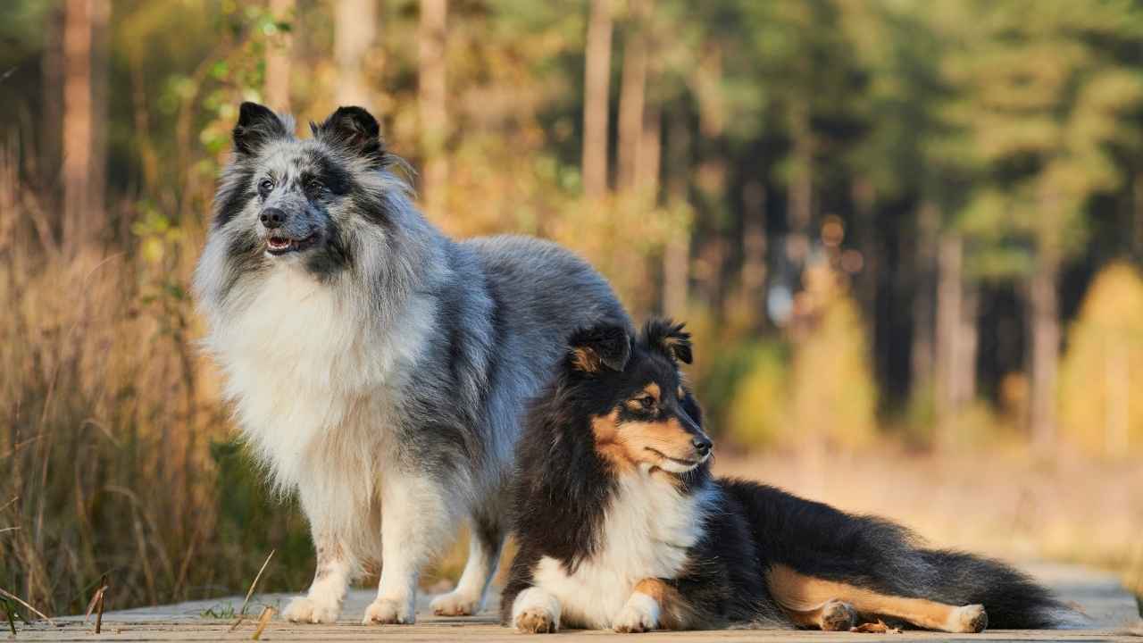 Shetland Sheepdog