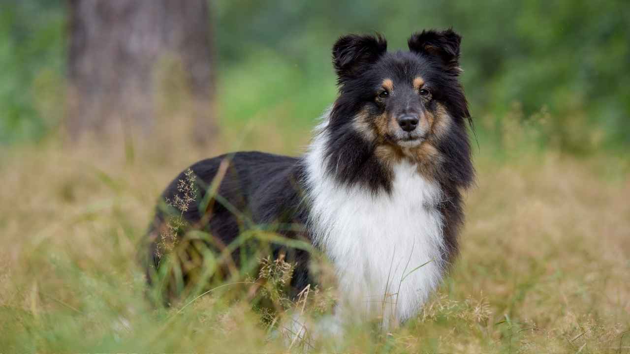 Shetland Sheepdog