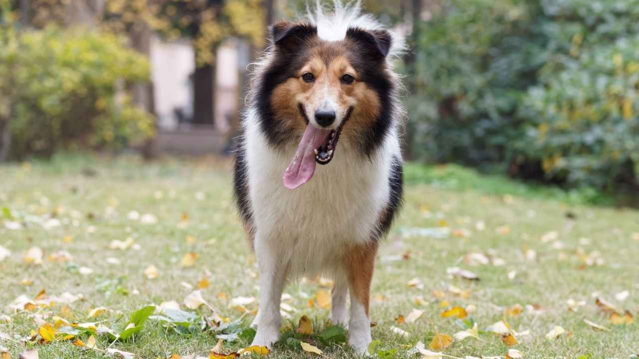 Shetland Sheepdog