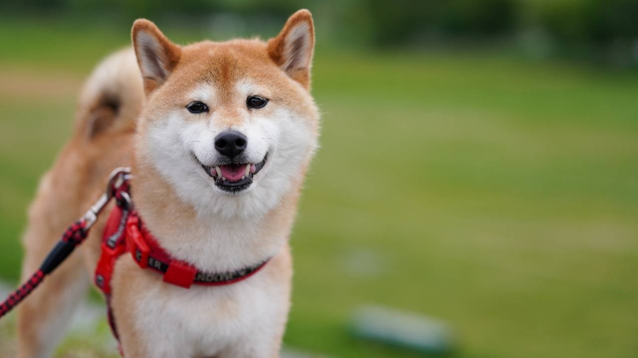 Shiba Inu