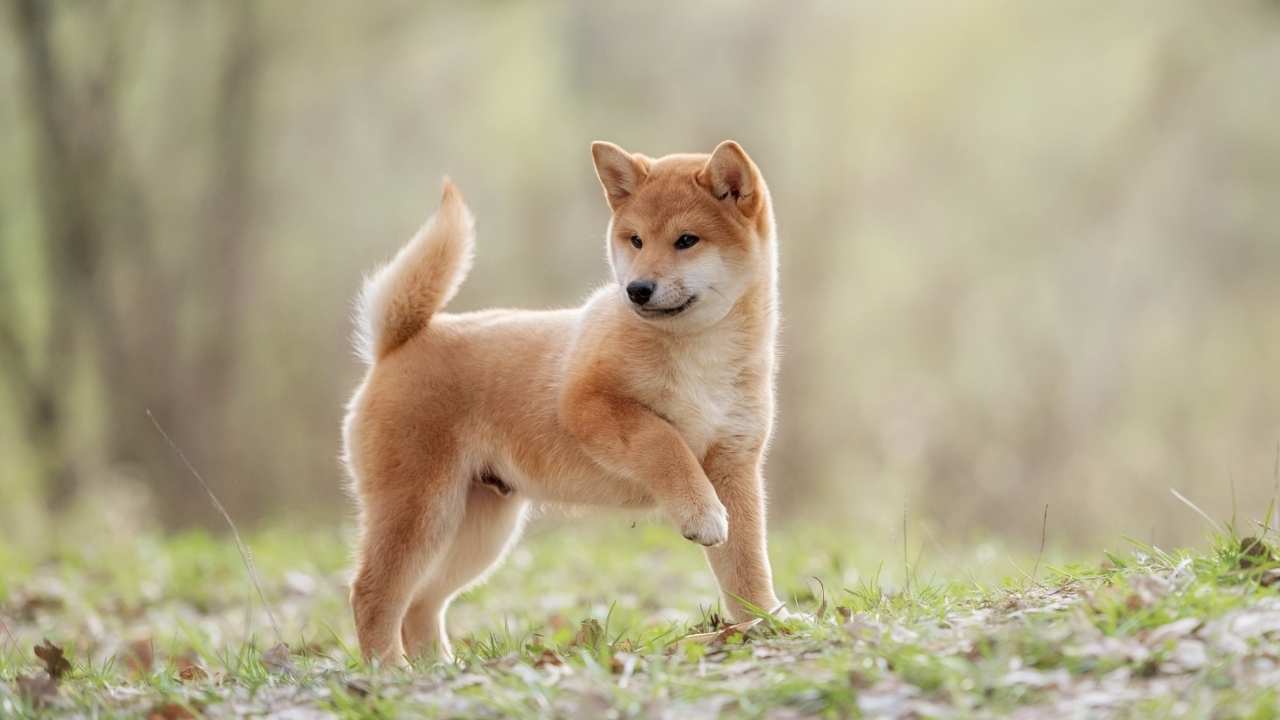 Shiba Inu