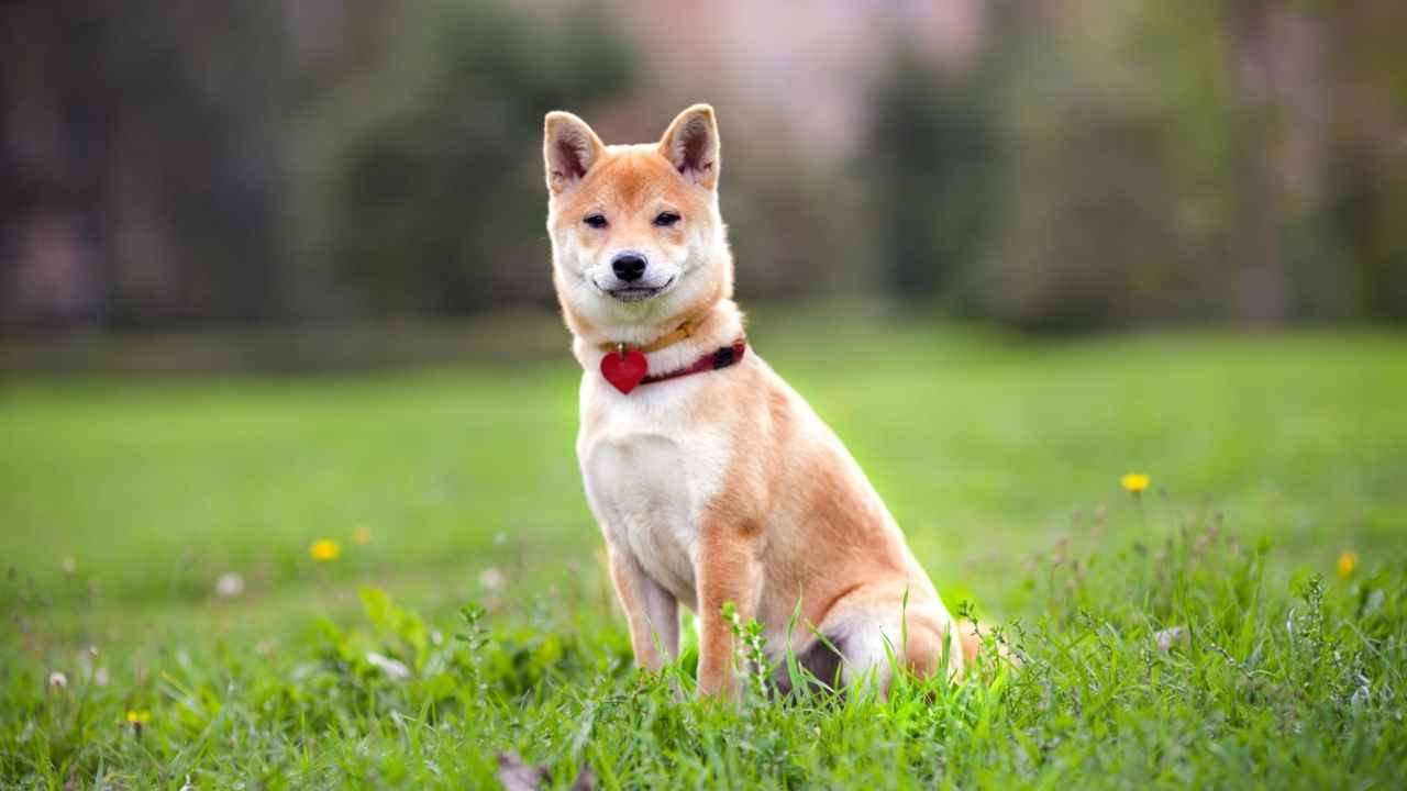 Shiba Inu