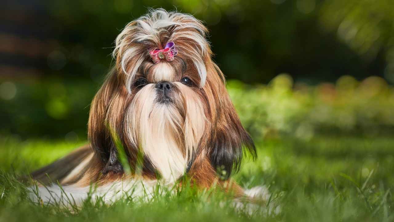 Shih Tzu