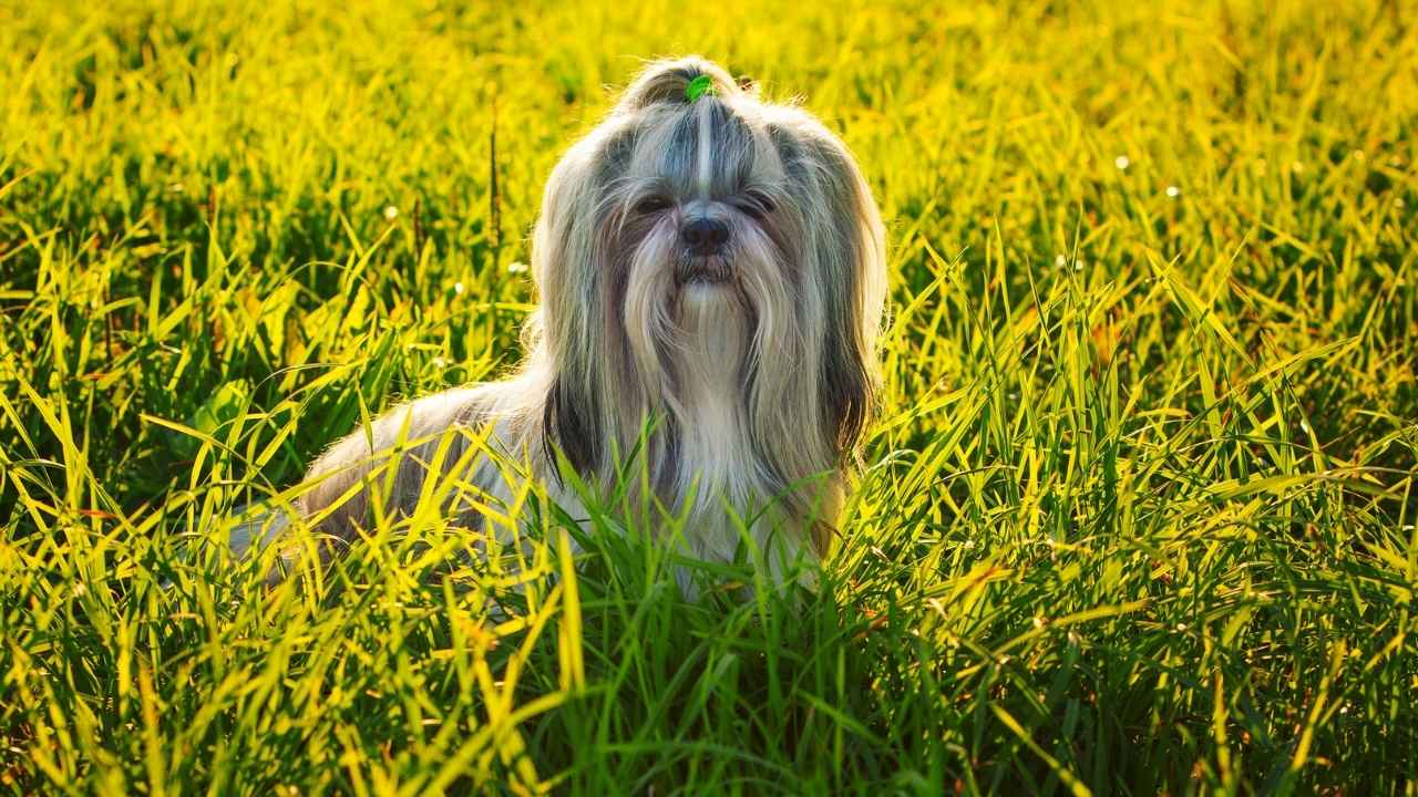 Shih Tzu