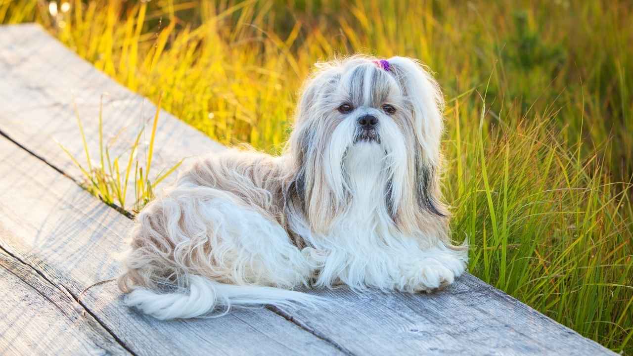 Shih Tzu