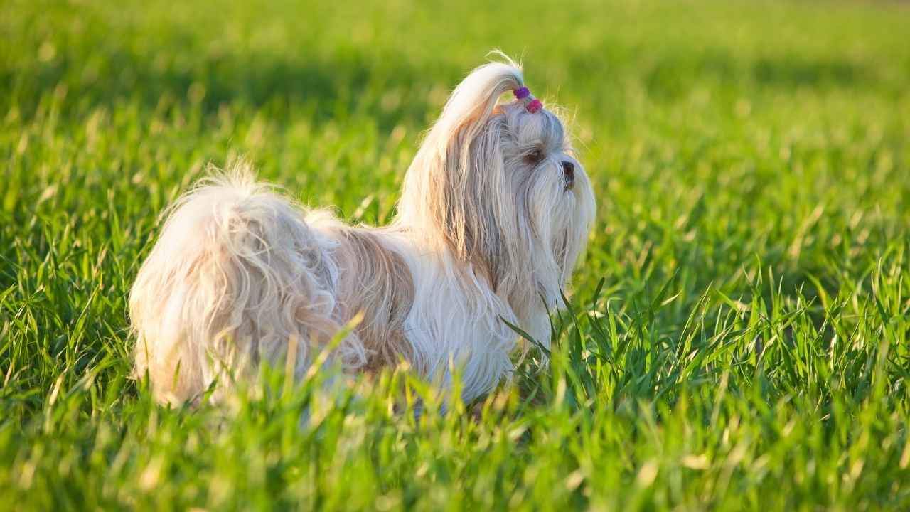 Shih Tzu