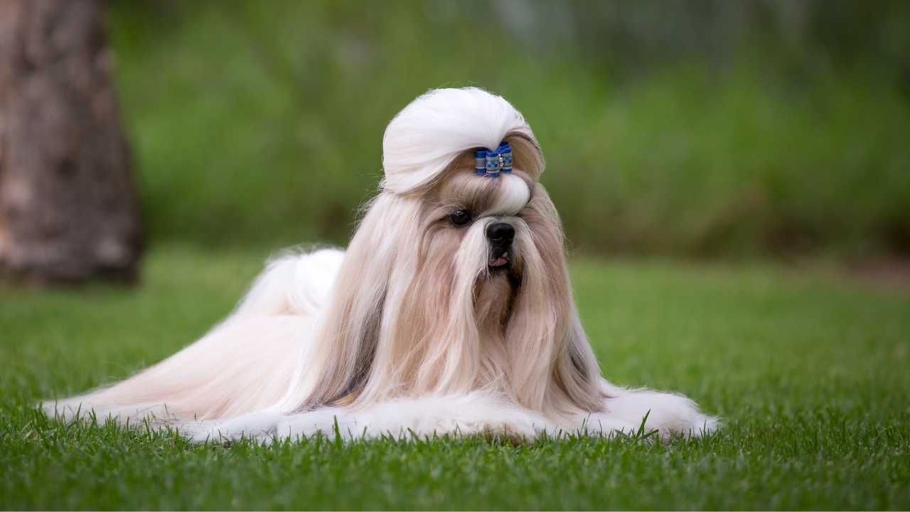 Shih Tzu