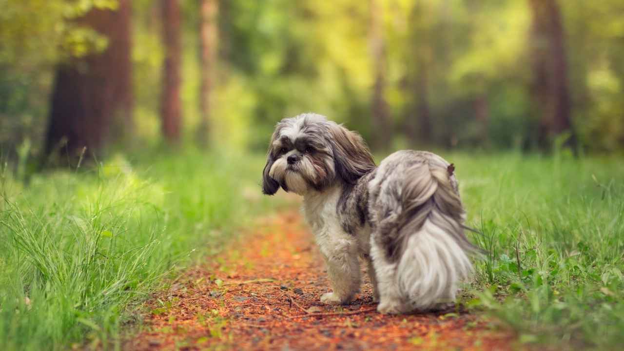 Shih Tzu