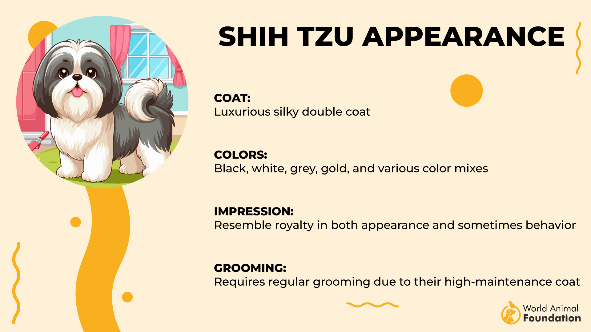 Shih Tzu Appearance-01