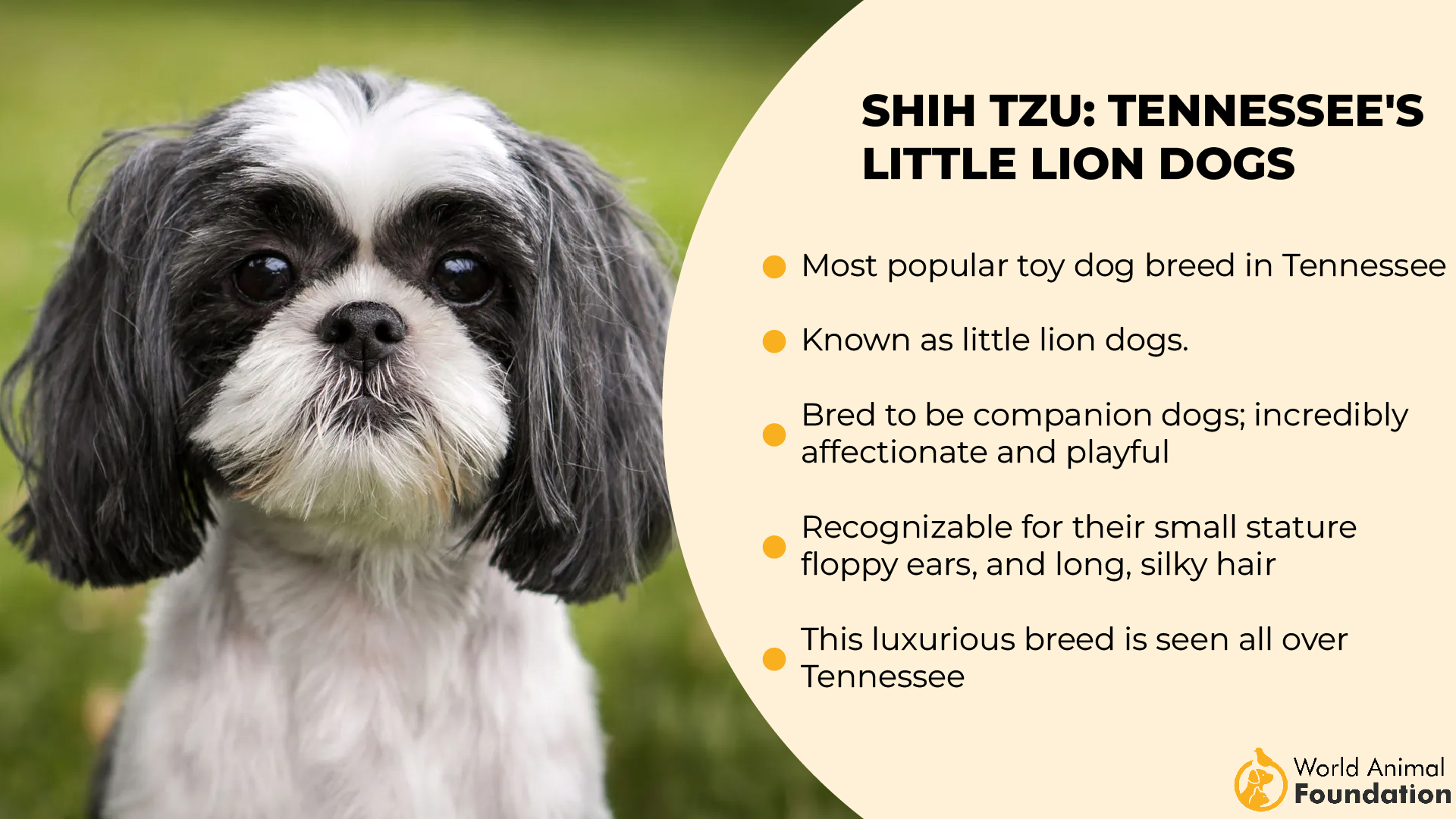 Shih Tzu Tennessee_s Little Lion Dogs-01