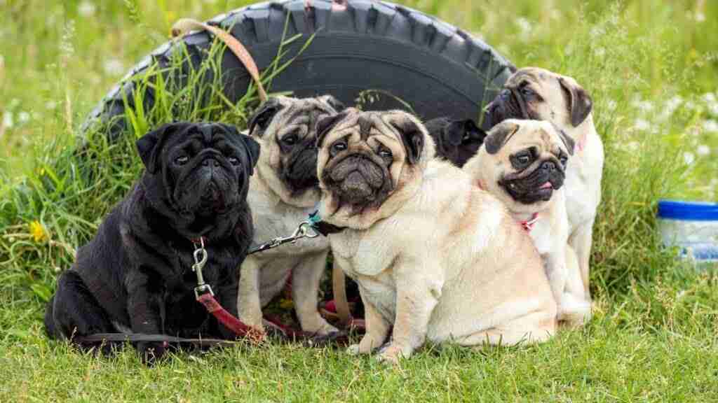 9 Short Snout Dog Breeds You Should Know EN Pet YOLO