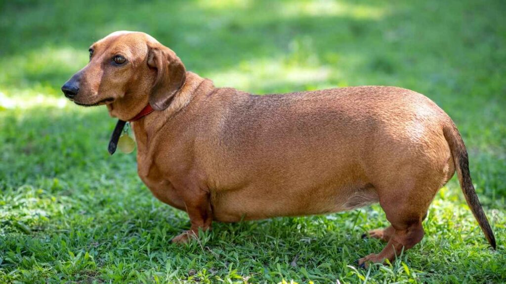 Short Haired Dachshund