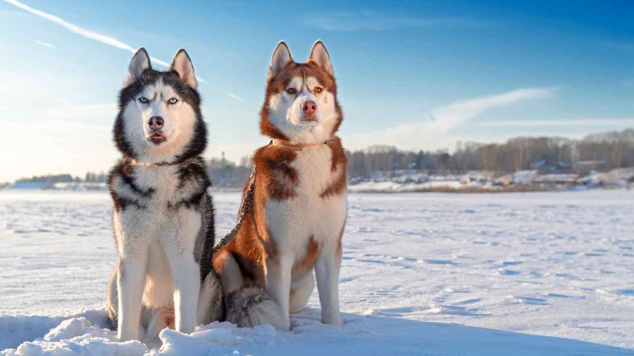 Siberian Husky