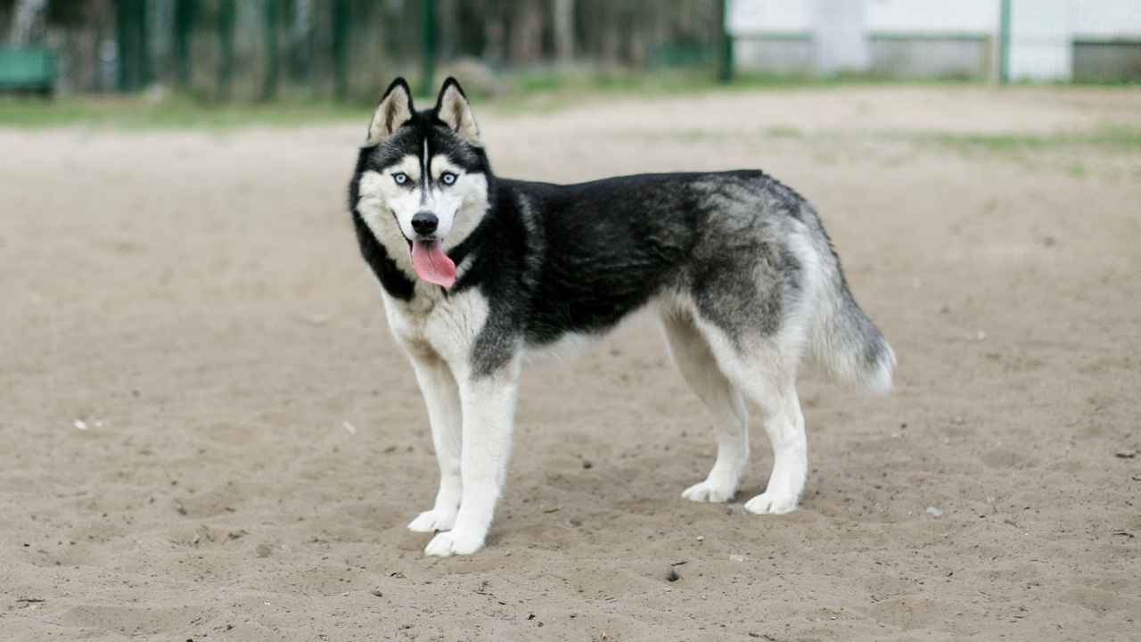 Siberian Husky