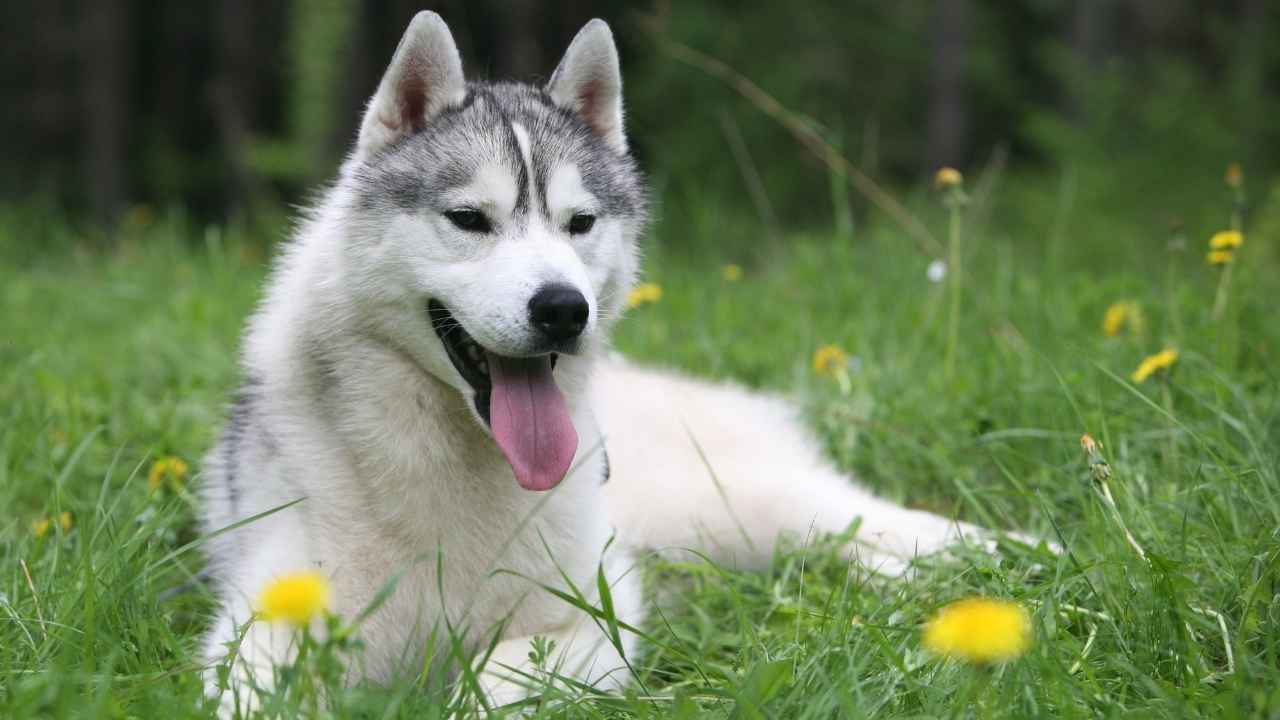 Siberian Husky