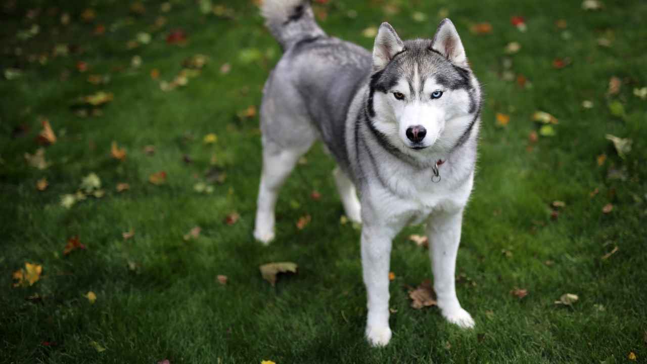 Siberian Husky