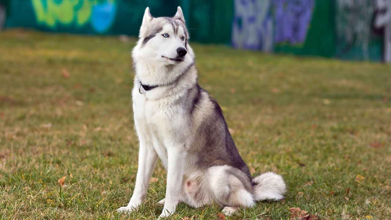 Siberian Husky