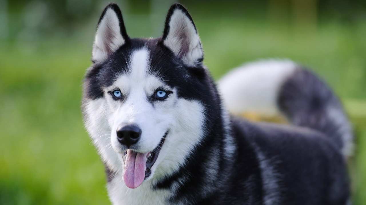 Siberian Husky