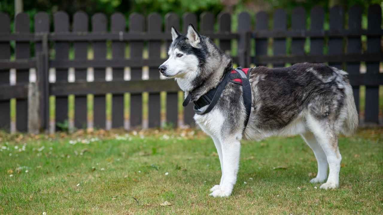 Siberian Husky