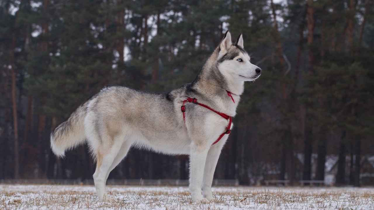 Siberian Husky