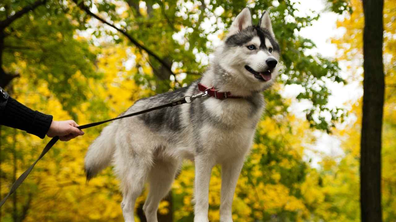 Siberian Husky