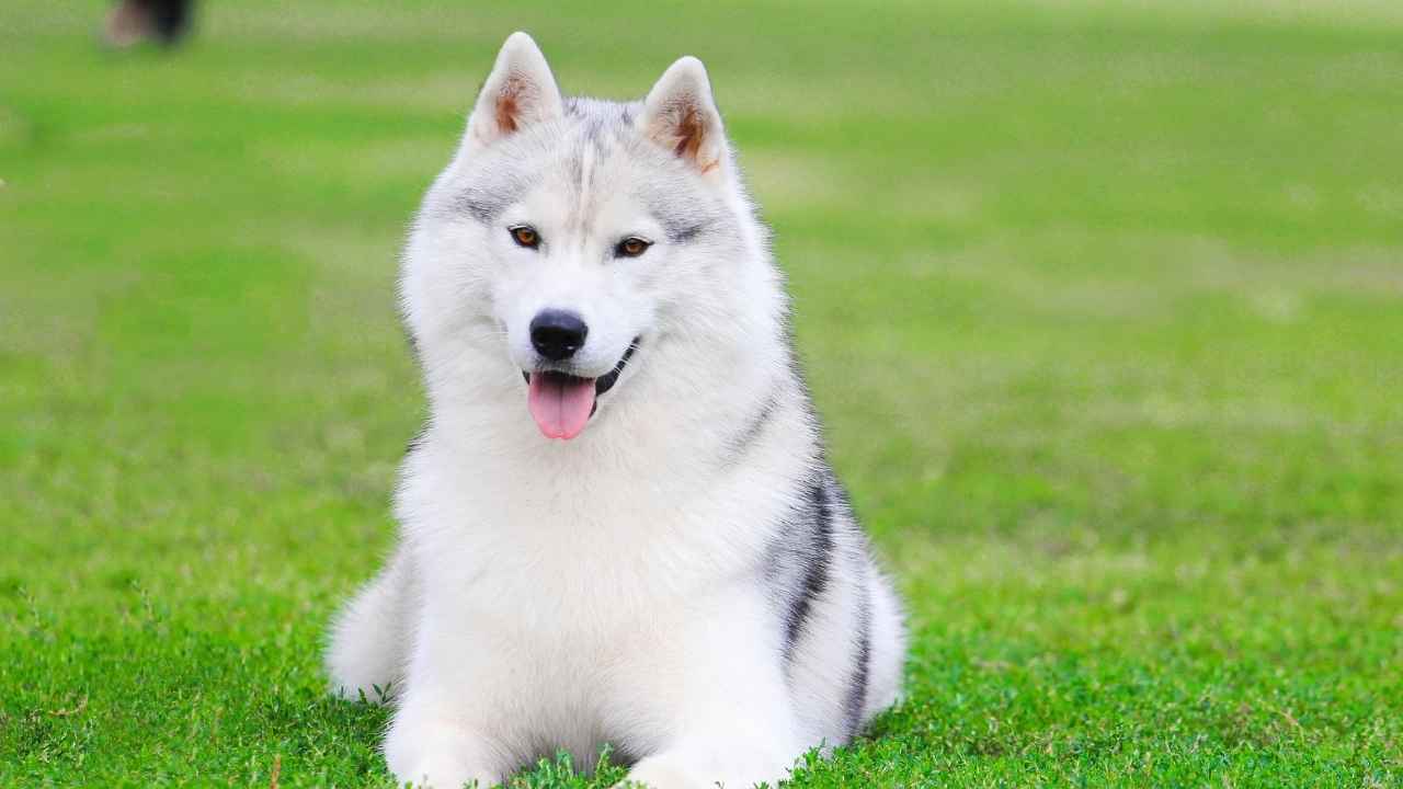 Siberian Husky