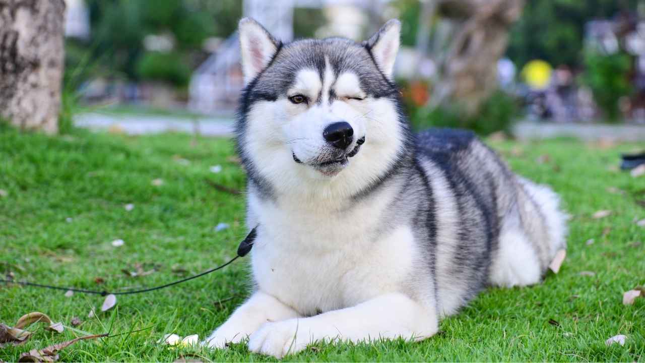 Siberian Husky