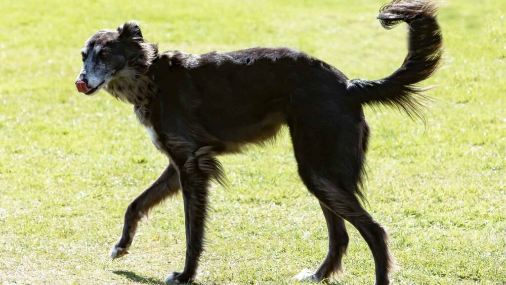 Silken Windhound