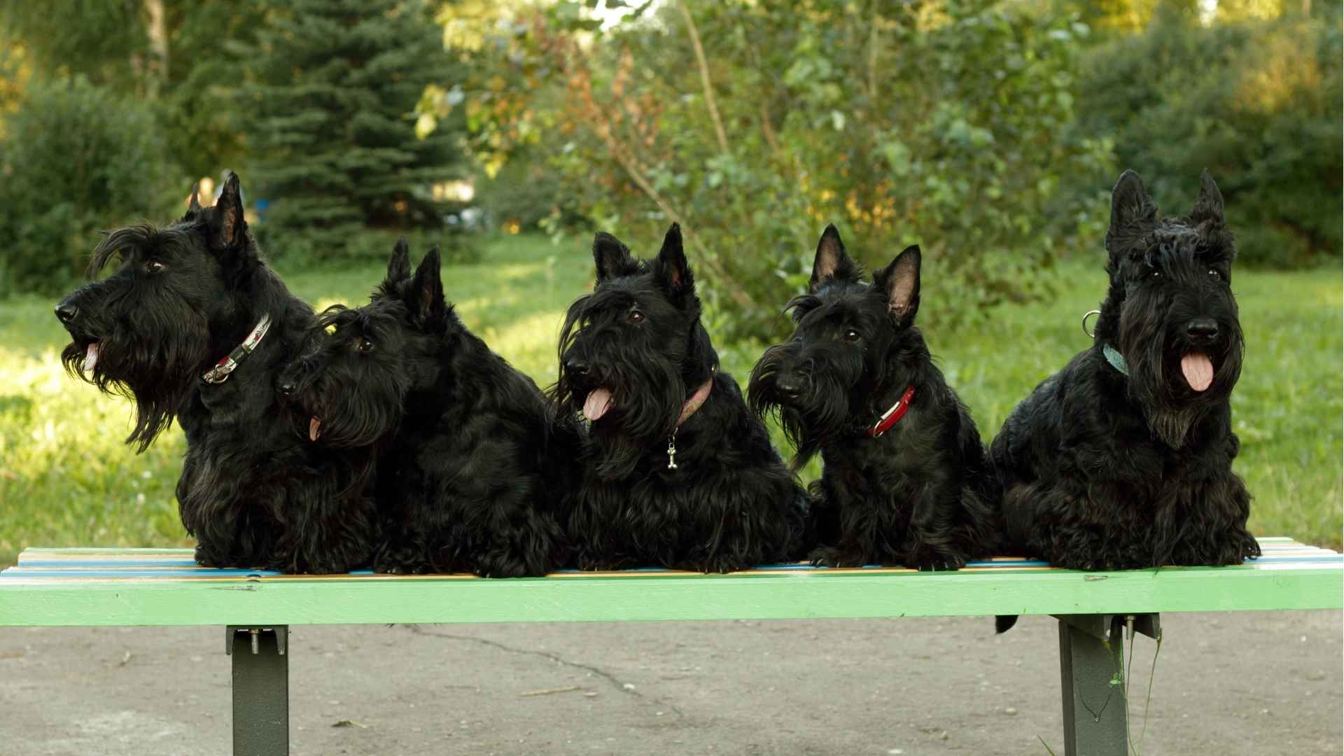 Small Black Dog Breeds