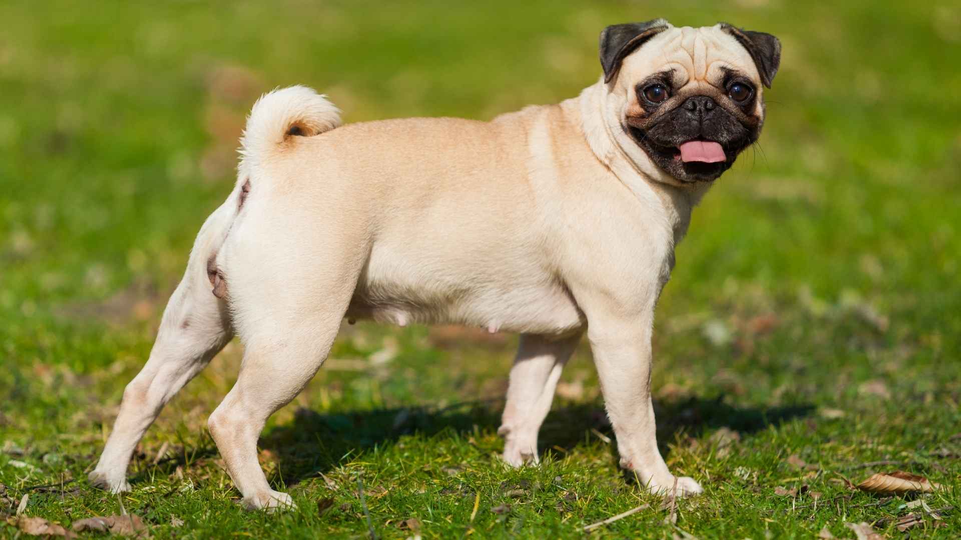 Small Dog Breeds That Dont Need Haircuts