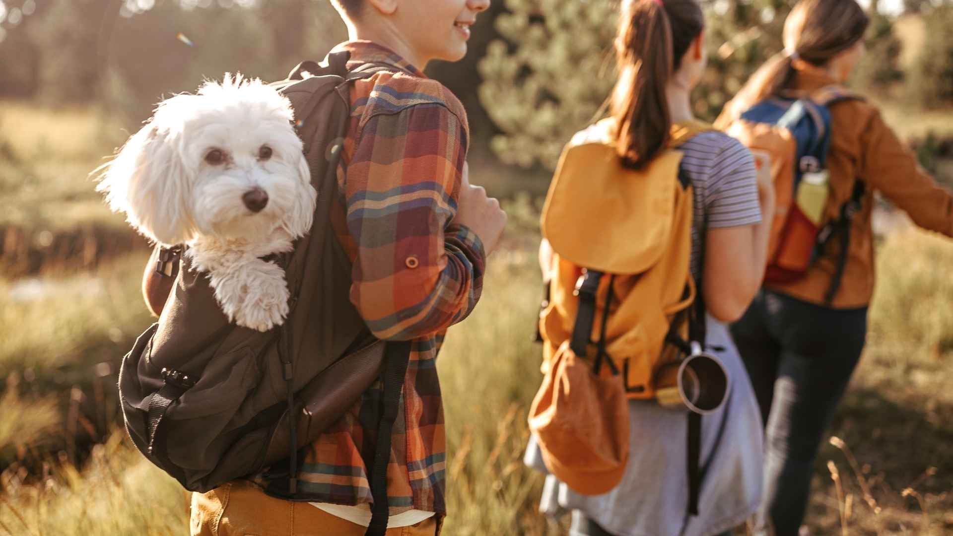 Small Dog Breeds for Hiking Adventures